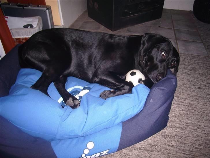 Blanding af racer Victor billede 15