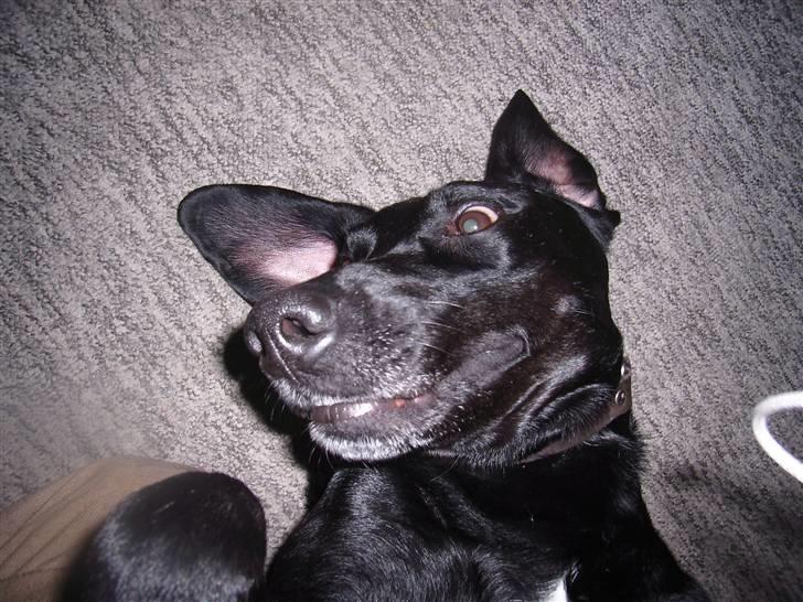 Blanding af racer Victor billede 16