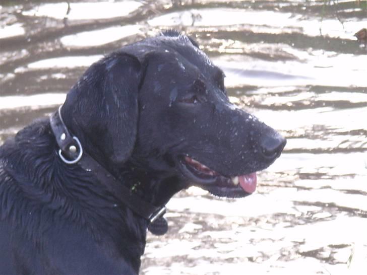 Blanding af racer Victor billede 17