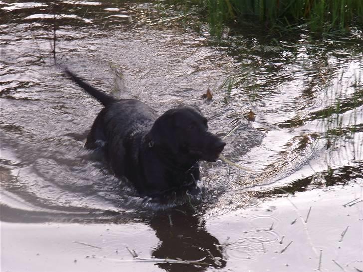 Blanding af racer Victor billede 18