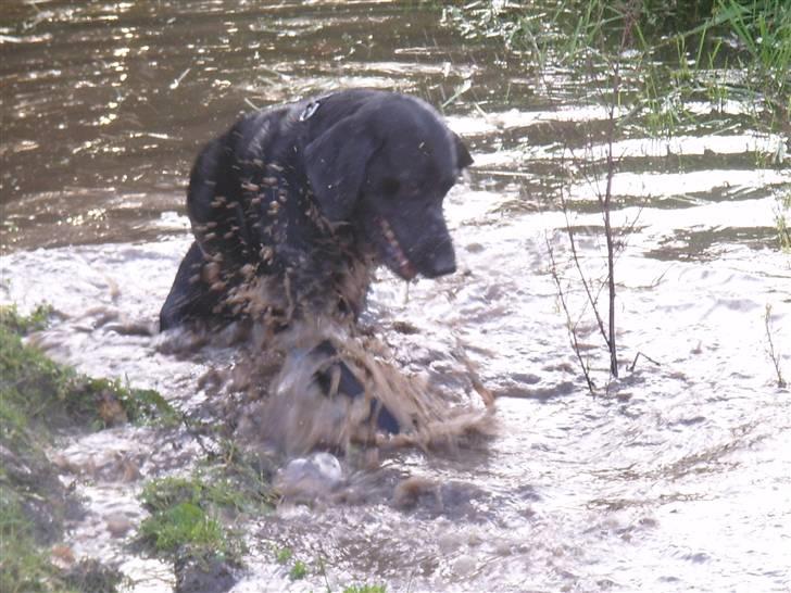Blanding af racer Victor billede 19