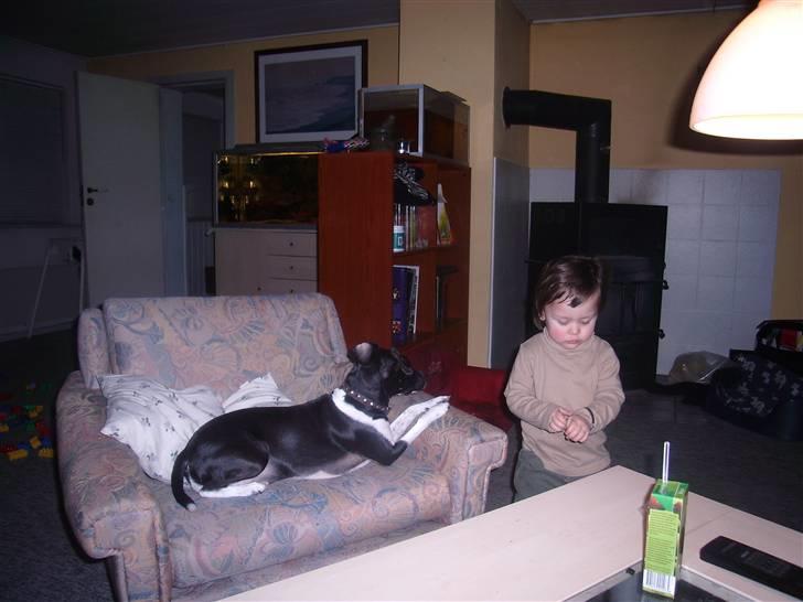 Dansk svensk gaardhund Daisy billede 9