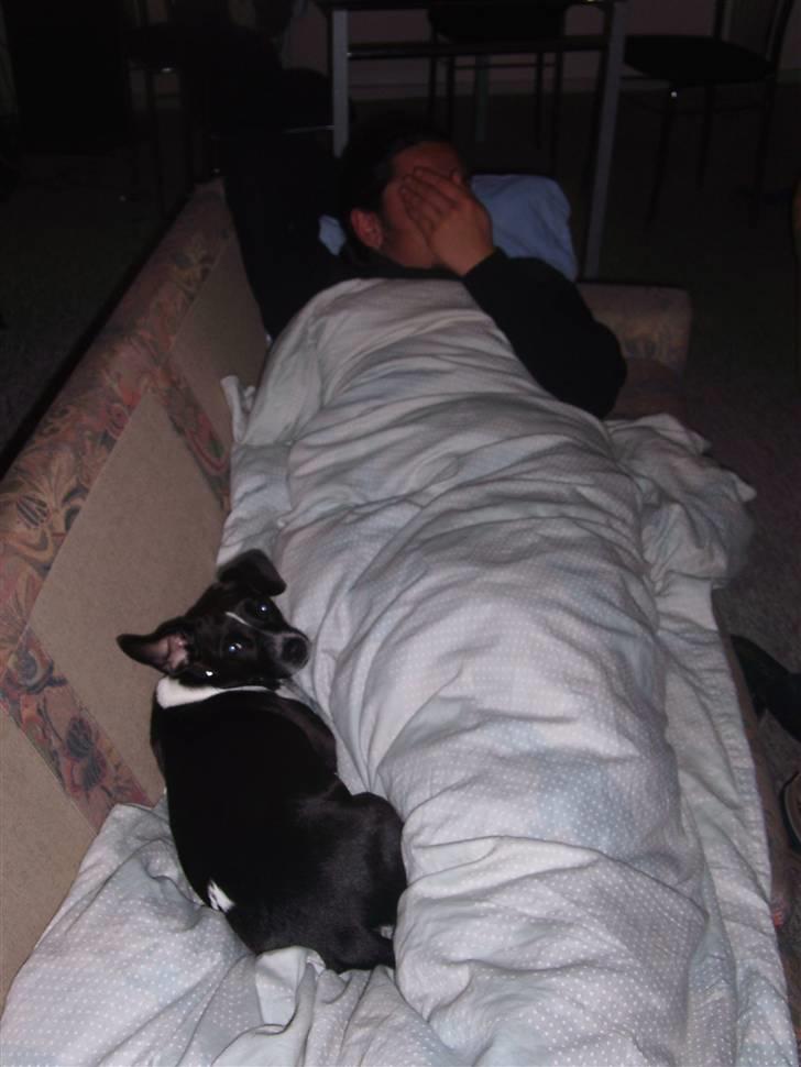 Dansk svensk gaardhund Daisy billede 10