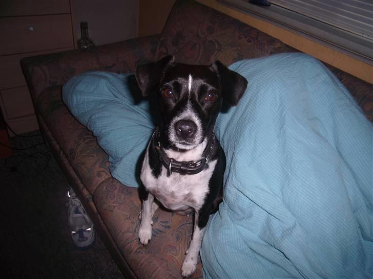 Dansk svensk gaardhund Daisy billede 11