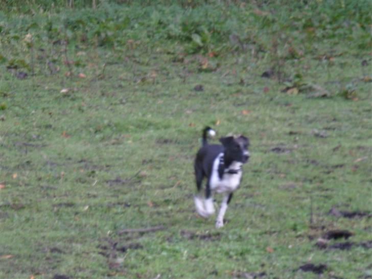 Dansk svensk gaardhund Daisy billede 12