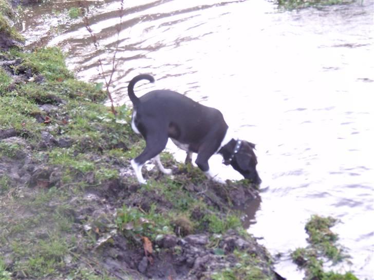 Dansk svensk gaardhund Daisy billede 13