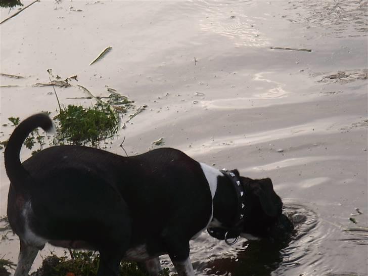 Dansk svensk gaardhund Daisy billede 14