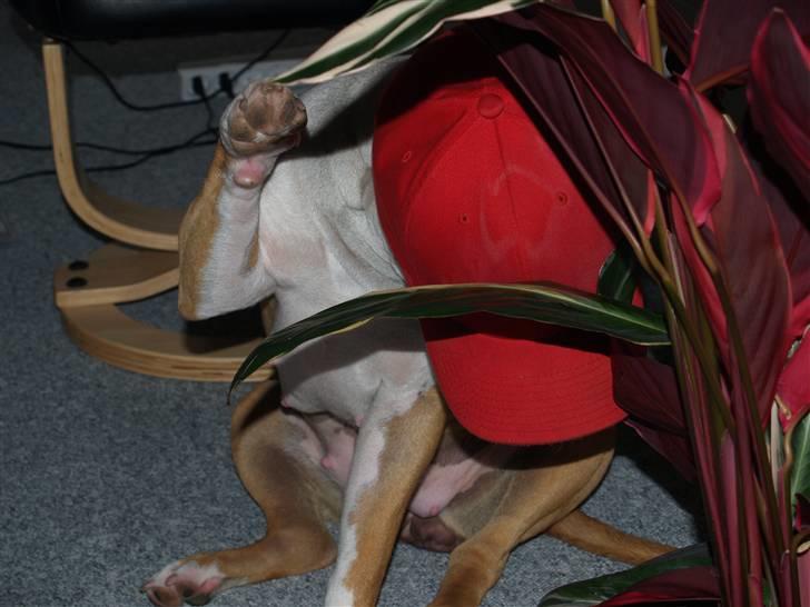 Amerikansk staffordshire terrier Baby R.I.P * Beverfis - Ej, gå væk med det kamera. :) billede 4