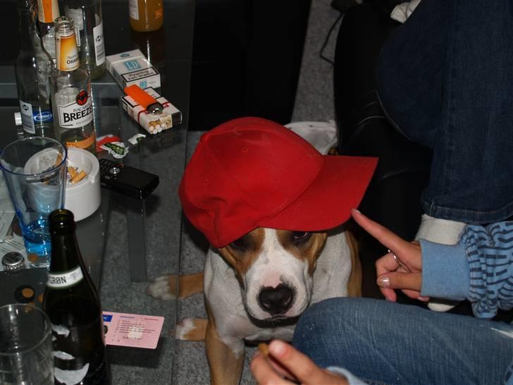 Amerikansk staffordshire terrier Baby R.I.P * Beverfis billede 5