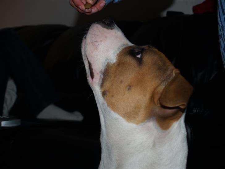 Amerikansk staffordshire terrier Baby R.I.P * Beverfis billede 6