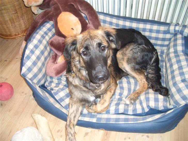 Blanding af racer Bailey billede 10