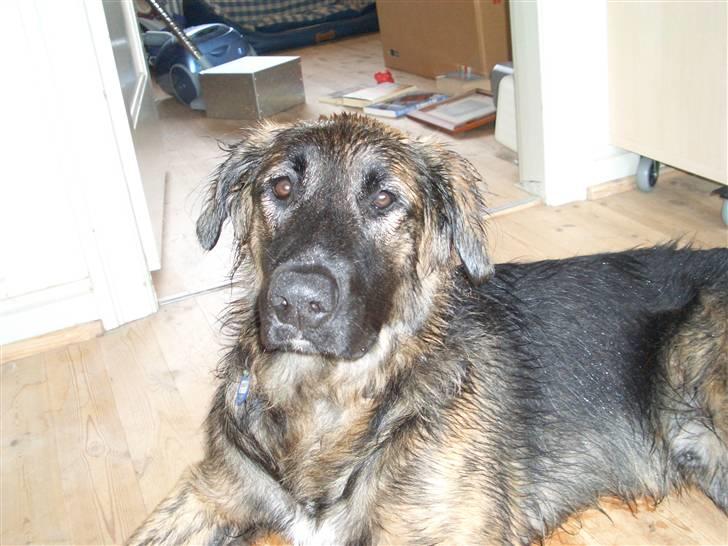 Blanding af racer Bailey billede 11