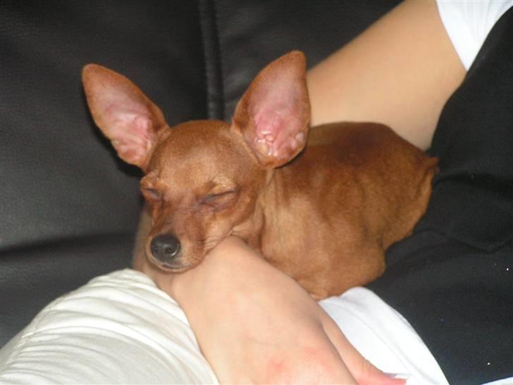 Chihuahua Gucci billede 8