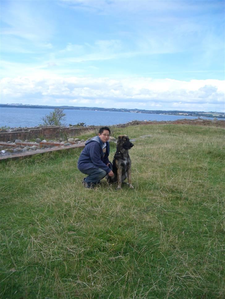 Blanding af racer Bailey billede 12