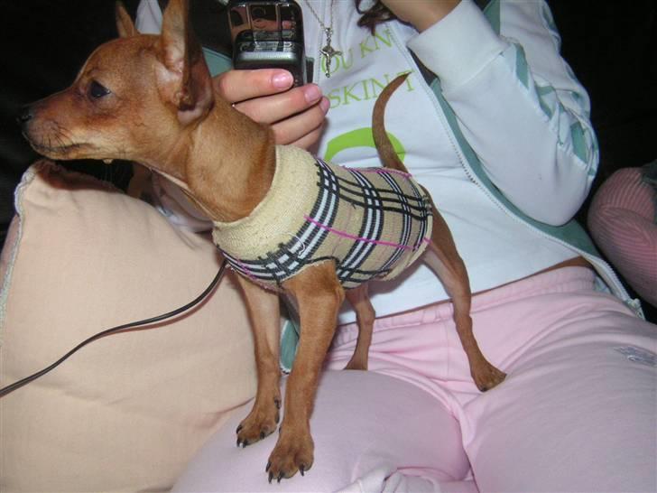 Chihuahua Gucci billede 10