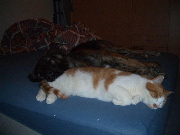 Blanding af racer Bailey billede 13