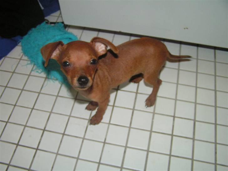 Chihuahua Gucci billede 11