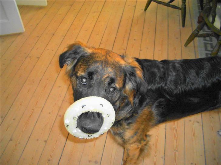 Blanding af racer Bailey billede 14