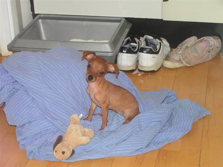 Chihuahua Gucci billede 12