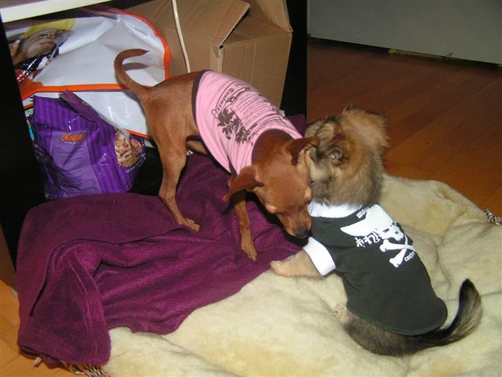 Chihuahua Gucci billede 13