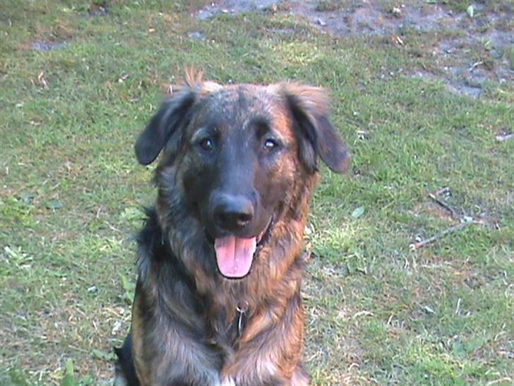 Blanding af racer Bailey billede 15