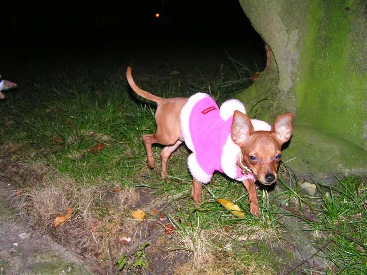 Chihuahua Gucci billede 14