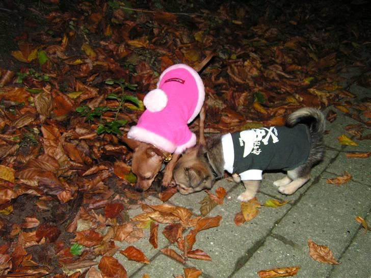 Chihuahua Gucci billede 15