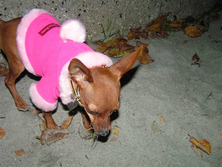 Chihuahua Gucci billede 16