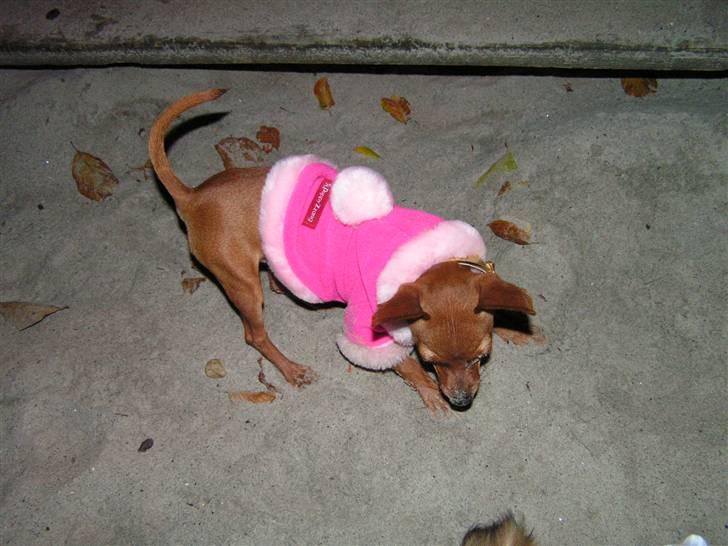 Chihuahua Gucci billede 17