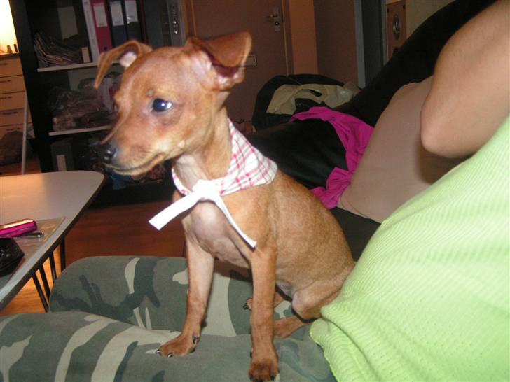 Chihuahua Gucci billede 18