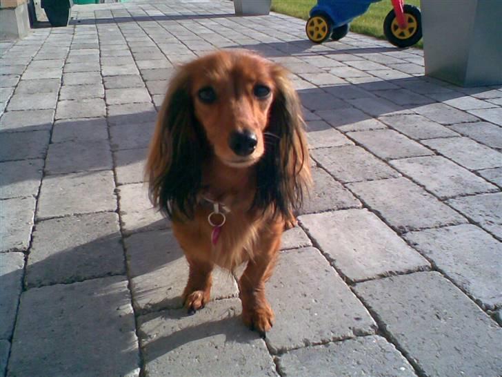 Miniature gravhund heimays emeli fleur - jeg er da dejlig billede 1