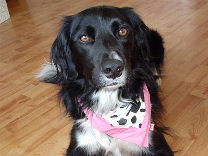 Blanding af racer snuske - snuske billede 1