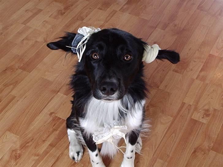 Blanding af racer snuske - så er ørene sat billede 2