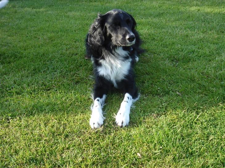 Blanding af racer snuske - smukke mig billede 3