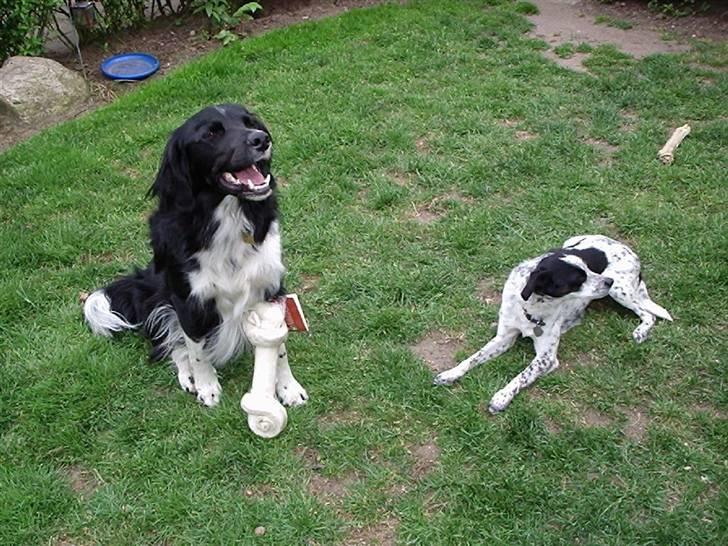 Blanding af racer snuske - emma og jeg billede 4