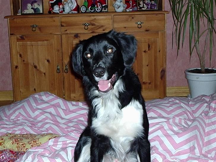 Blanding af racer snuske - sengetid billede 5