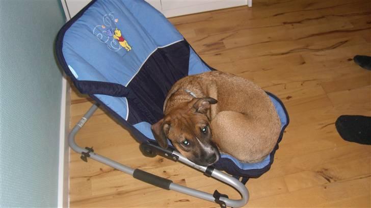 Amerikansk staffordshire terrier gizmo billede 12