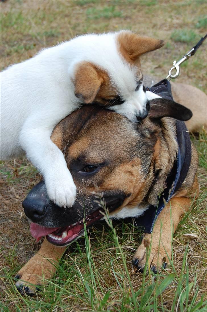 Amerikansk staffordshire terrier gizmo billede 13