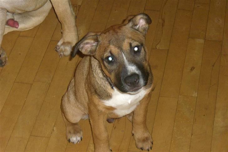 Amerikansk staffordshire terrier gizmo billede 14