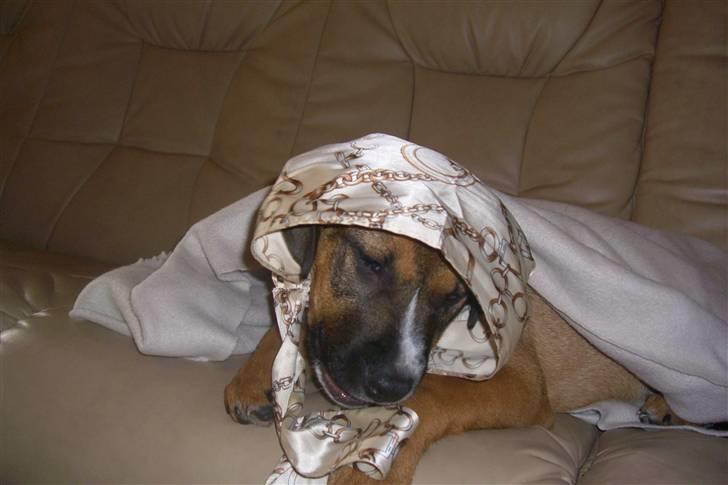 Amerikansk staffordshire terrier gizmo billede 15