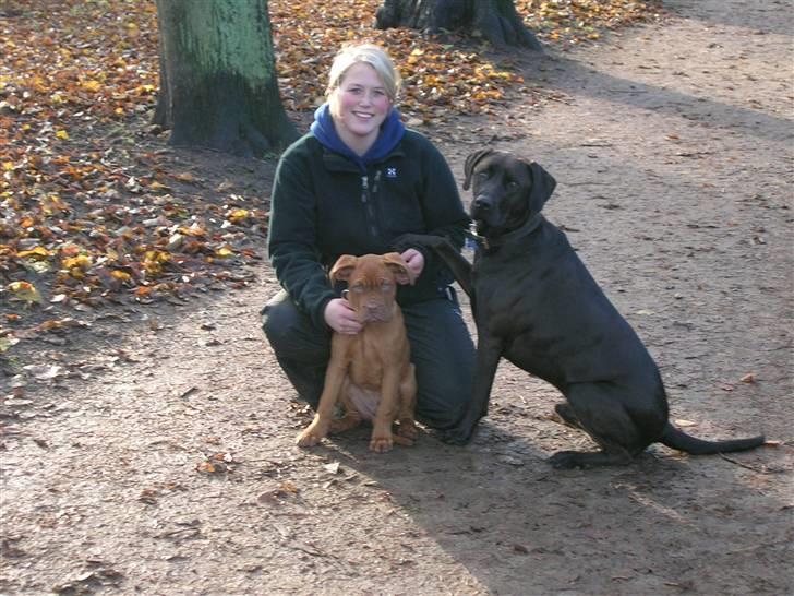 Blanding af racer Santos billede 15