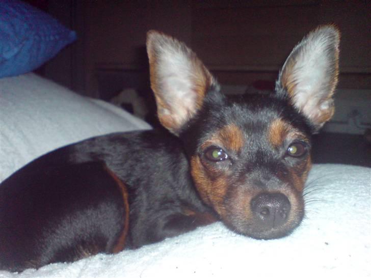 Prazsky krysarik Lille My - My der sover sødt og tungt .. billede 1