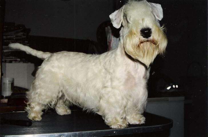 Sealyham terrier Lasse  - Lasse på trimmebordet billede 1