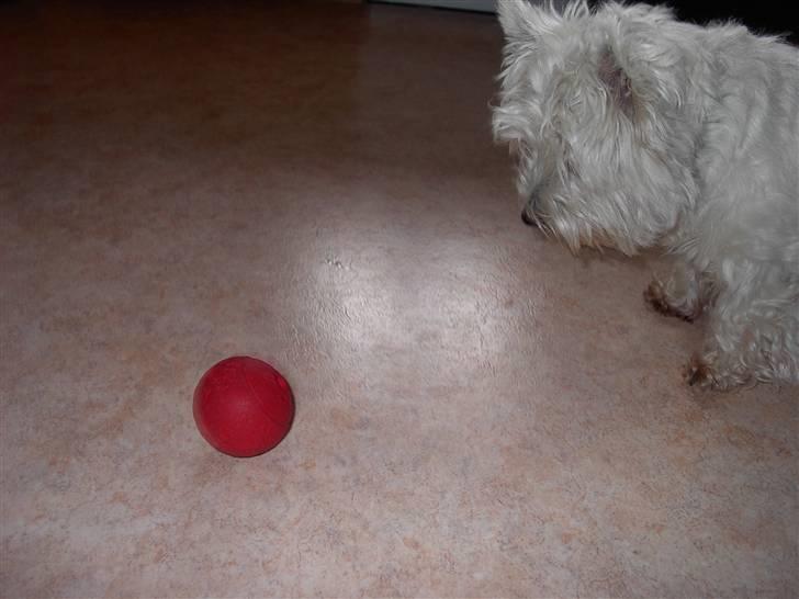 West highland white terrier chicka - " tør man nærme sig... tænk hvis den angriber?" billede 11