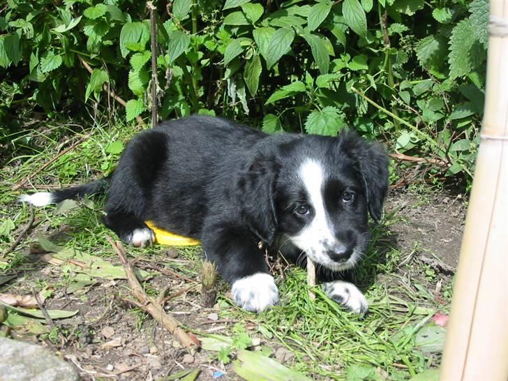 Blanding af racer Bailey - Bailey som lille hvalp i sommeren 07 billede 4