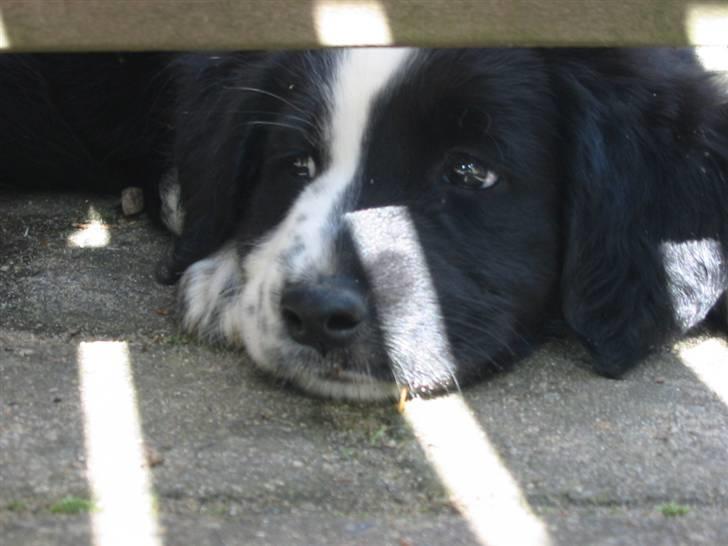 Blanding af racer Bailey billede 5