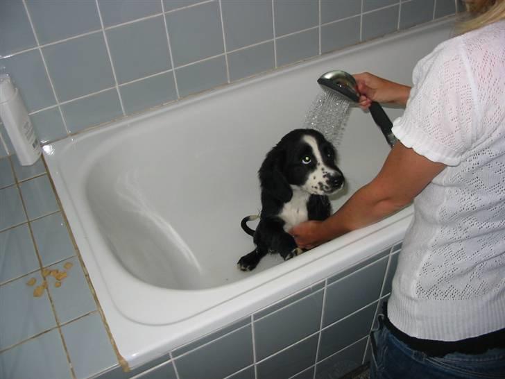 Blanding af racer Bailey - I bad første gang :) billede 6