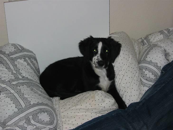 Blanding af racer Bailey - Åhh for dælan, jeg er blevet opdaget.. billede 7