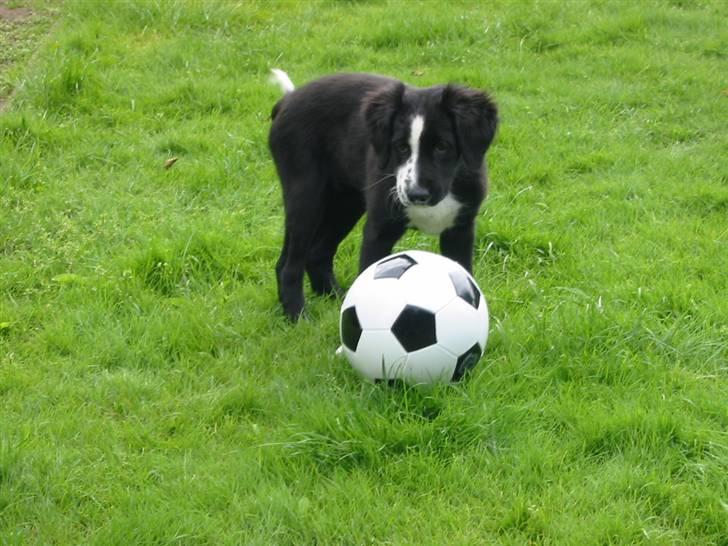 Blanding af racer Bailey - Jeg æælsker min fodbold .... :) billede 8