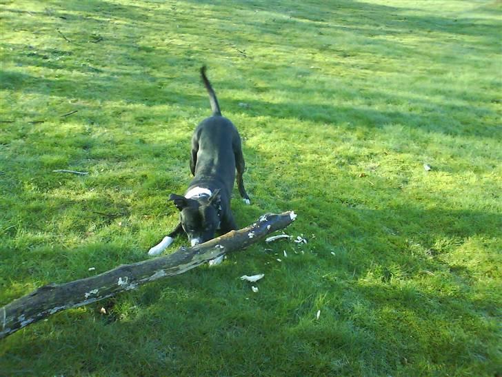 Amerikansk staffordshire terrier paco billede 2